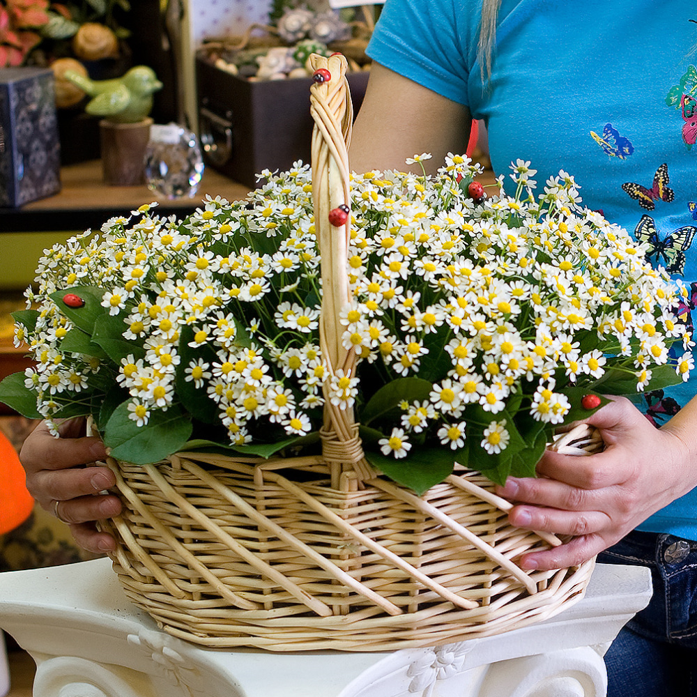 

Корзина с ромашками